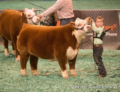 Mini Hereford. Just right for youngsters to show! | Showing livestock, Show cattle, Hereford cattle