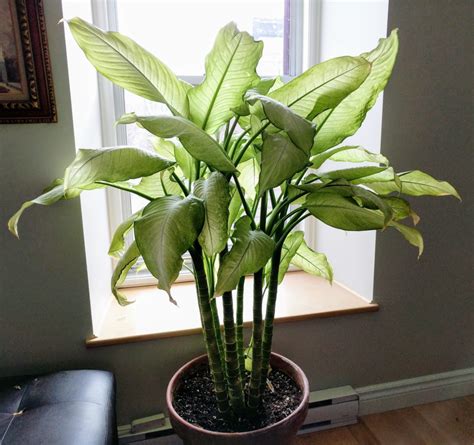 Dieffenbachia: Care And How To Grow The Dieffenbachia Plant