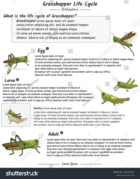 Grasshopper Life Cycle Explanation Template Educational Stock Vector (Royalty Free) 2366369501 ...