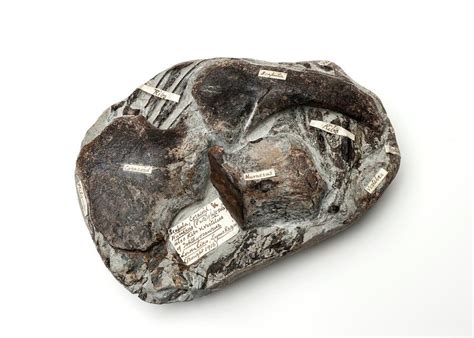 Ichthyosaur Fossil Photograph by Ucl, Grant Museum Of Zoology - Fine Art America