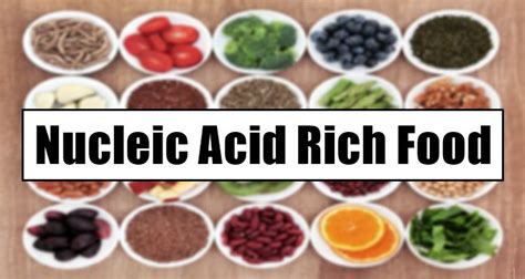 Nucleic Acid Rich Food - What Are The Foods Rich In Nucleic Acid