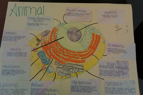 Biology: CELLS WEBQUEST - BIOLOGY