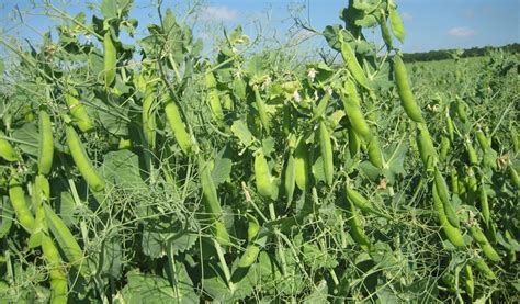 Green Pea Cultivation: Seed Varieties, Climate, Fertilizer & Harvesting