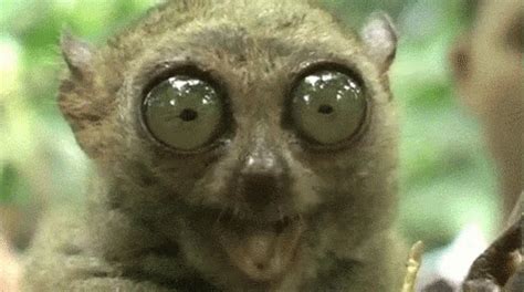 Lookatme Eating GIF - Lookatme Eating Tarsier - Descubrir y compartir GIFs