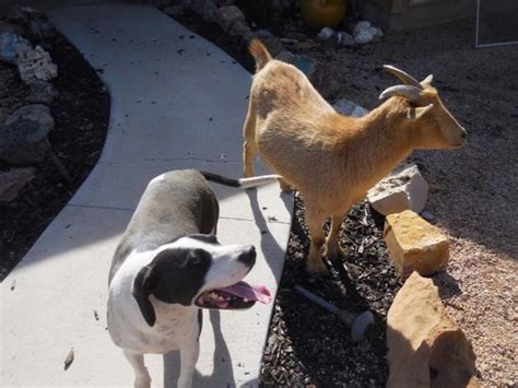 Dog and Goat Best Friends Need to Find Forever Home Together