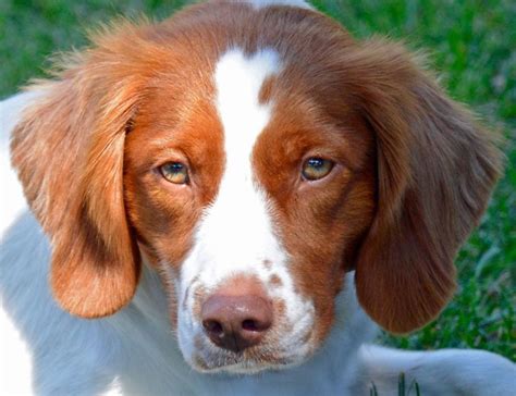 Does the Brittany Spaniel Make a Good Family Pet? - Facty