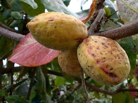 Top 10 Varieties of Fruits In Nigeria And Their Health Benefits in 2021 | Variety of fruits ...