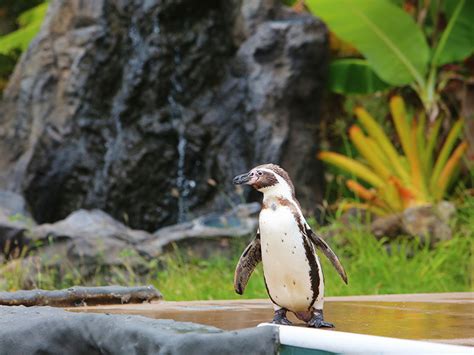 Penguin Habitat on Oahu Island | Sea Life Park Hawaii