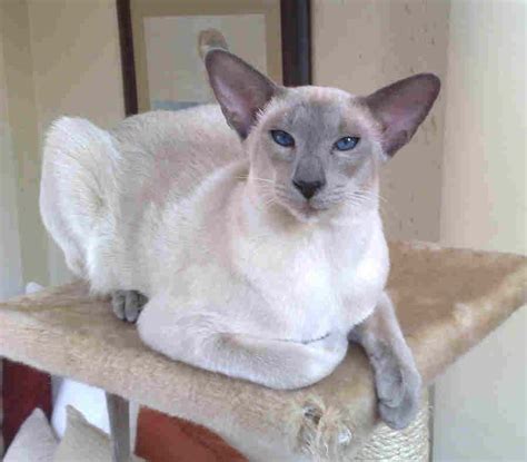 Siamese Blue Point Siamese Kittens, Cats And Kittens, Funny Kittens ...