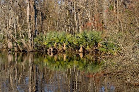 Manchac Swamp | Ponchatoula Louisiana | Real Haunted Place