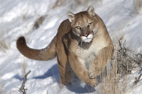 Cougar Facts - Animal Facts Encyclopedia