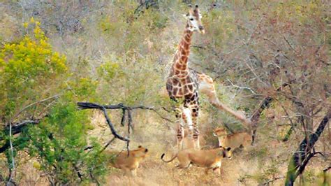 Giraffe Kicks Lions To Defend Itself - YouTube