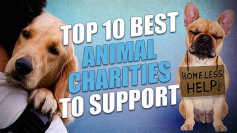 10 Best Animal Charities of 2018 | Dog charities, Animal charities, Dog ...