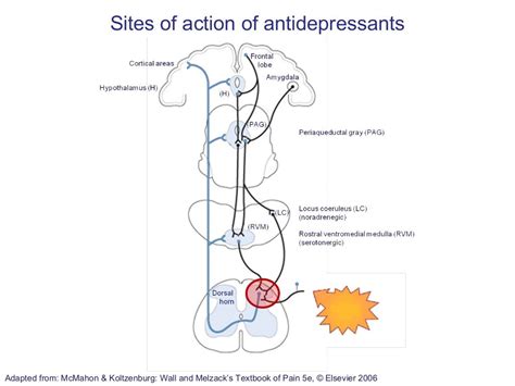 Mechanism of action of analgesics (2012)