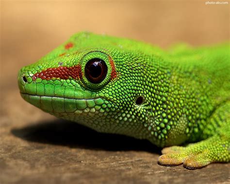 مارمولک سبز green lizard