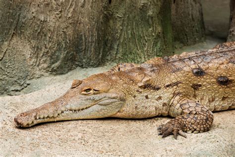 Breeding The Critically Endangered Orinoco Crocodile - Reptiles Magazine