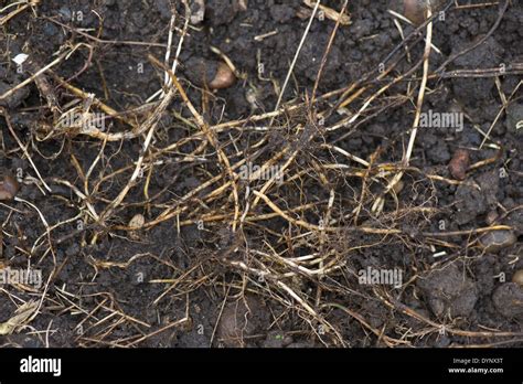 Couch rhizomes, Agropyron repens, dug up from an established vegetable garden Stock Photo - Alamy