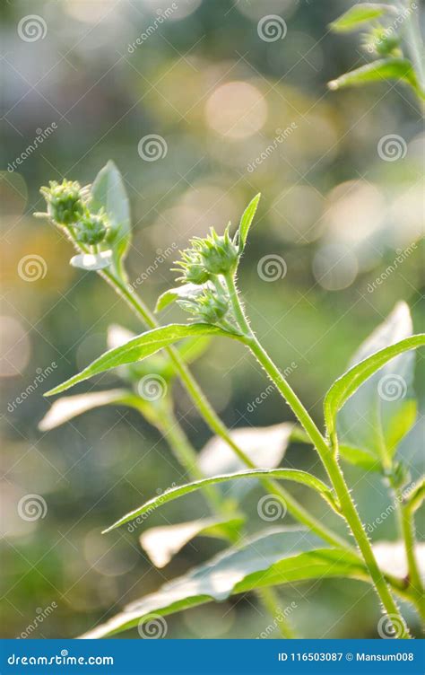 Green Bud Sunchoke Flower in Garden Stock Image - Image of petal ...