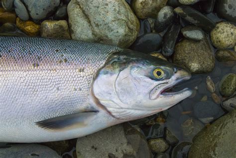 The 6 Different Types of Salmon - Fishmasters.com