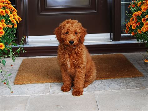 Miniature Goldendoodle (Golden Retriever-Poodle mix) Info, Pictures