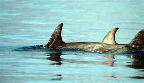 wildlife7 - Knoydart House