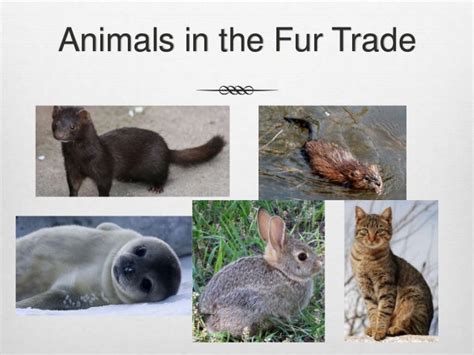 Animal fur trade