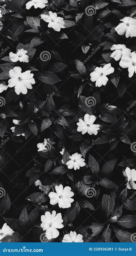 Fondo De Pantalla De Flores Blanco Y Negro Para La Foto De Stock De Flores Móviles. Imagen de ...