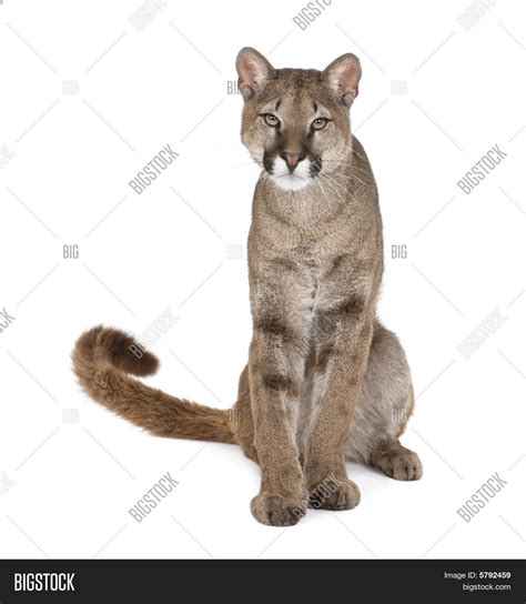 Portrait Puma Cub, Puma Concolor, 1 Image & Photo | Bigstock