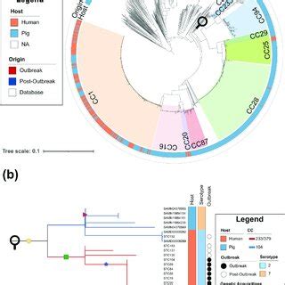 SNP reference mapped phylogeny of outbreak and post-outbreak S. suis ...