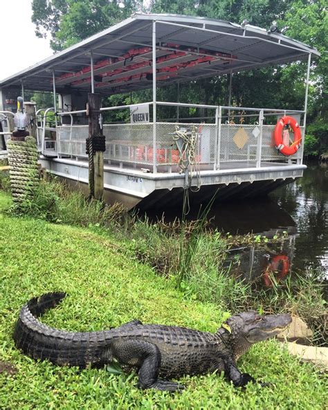 Por qué somos el mejor Tour del Pantano de Nueva Orleans | Jean Lafitte Swamp Tours | Share me