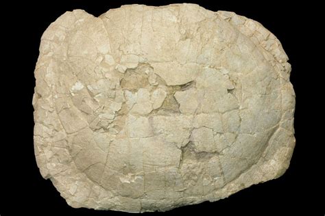 Huge, 18.5" Fossil Tortoise (Stylemys) - Wyoming (#146600) For Sale ...