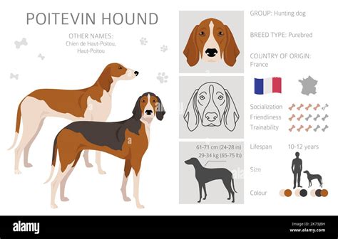 Poitevin Hound clipart. All coat colors set. All dog breeds characteristics infographic. Vector ...