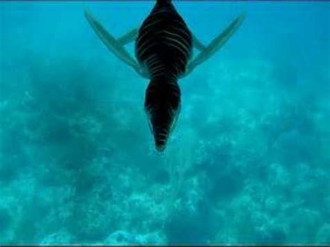 Pliosaur, Plesiosaur, Swimming - YouTube