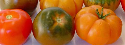 Top tomato varieties | Sustainable Gardening Australia