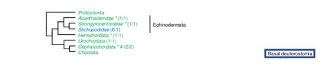 -Representative cladogram of the Regucalcin gene evolution in Basal... | Download Scientific Diagram