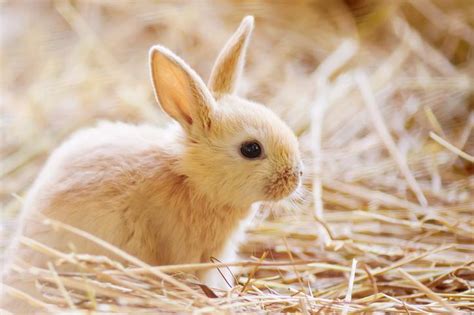 CUIDADOS DEL CONEJO - Todo Sobre Los Conejos