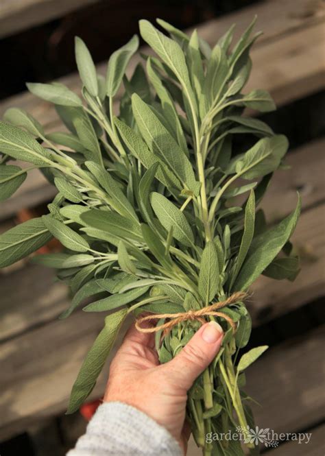 The Herbal Guide to the Sage Plant: an Easy-Growing Healing Herb