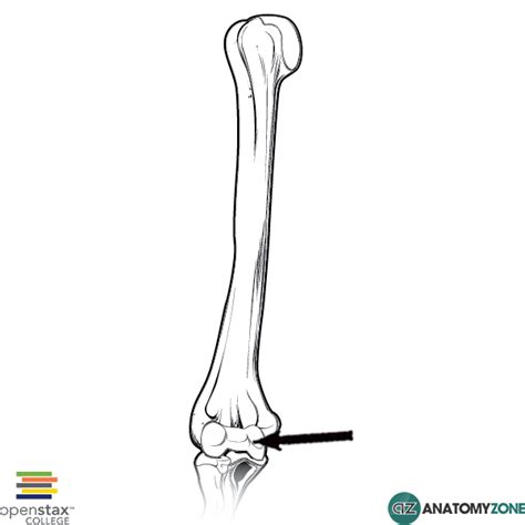 Trochlea of Humerus - AnatomyZone