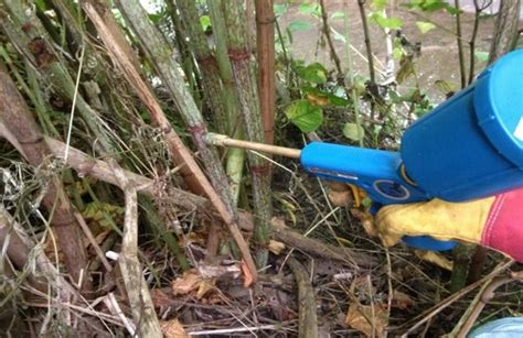 Japanese Knotweed Control: Nottinghamshire County Council – Nottinghamshire Biodiversity Action ...