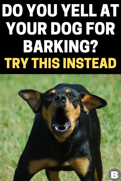 How To Instantly Get A Dog To Stop Barking | Stop dog barking, Dog ...