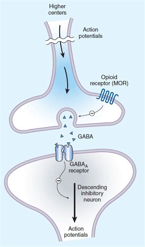 Opioid Agonists & Antagonists | Basicmedical Key