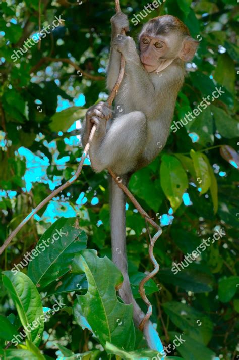 Baby Crabeating Macaque Longtailed Macaque Macaca Editorial Stock Photo ...