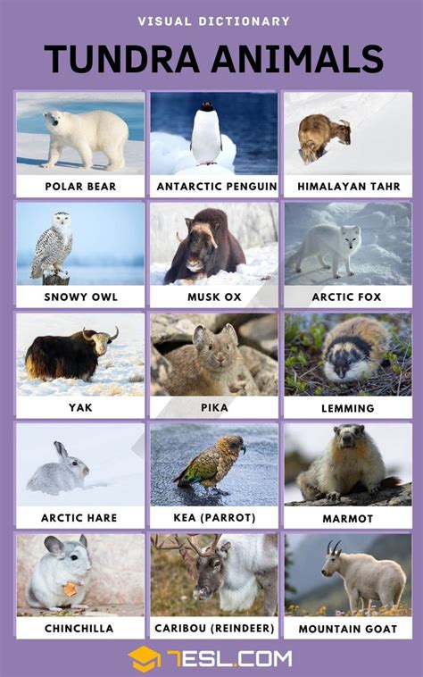 Tundra Animals: List of 15 Interesting Animals in the Tundra with Facts • 7ESL | Animals images ...