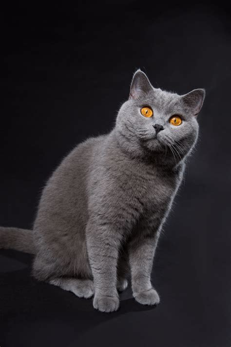 This is a beautiful Blue British Shorthair with the copper tone eyes that distinguish the breed ...