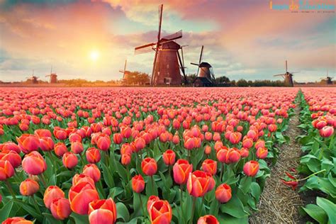 Du học Hà Lan năm 2021 – Khám phá TOP 9 điều thú vị nhất về đất nước Hà Lan