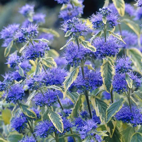 Caryopteris Summer Sorbet | Garden Offers