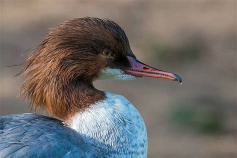 7 Birds With Teeth: Have You Ever Seen Any? - Dockery Farms