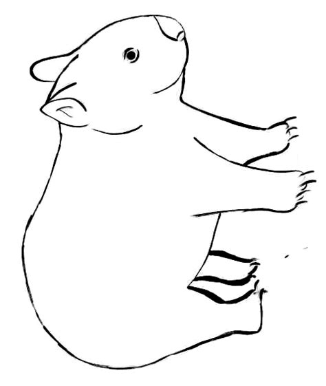 Outline Of A Wombat - ClipArt Best