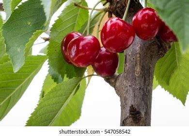 358 Bing cherry tree Images, Stock Photos & Vectors | Shutterstock