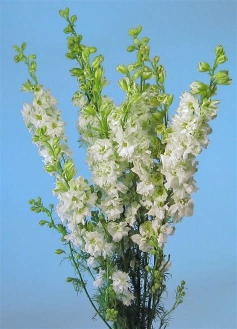 Image result for white larkspur | White larkspur, Larkspur, Flower identification